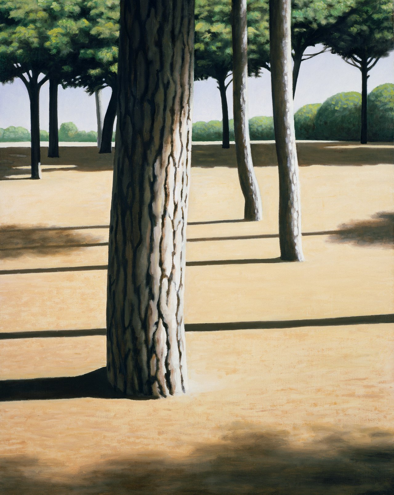 Yard with Pine Trees II