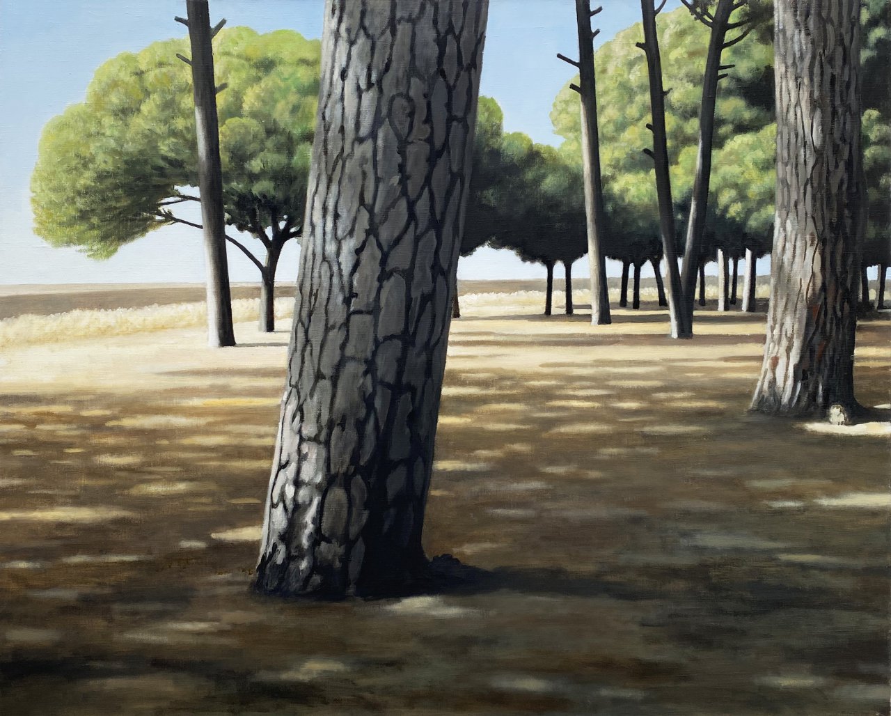 Yard with Pine Trees V