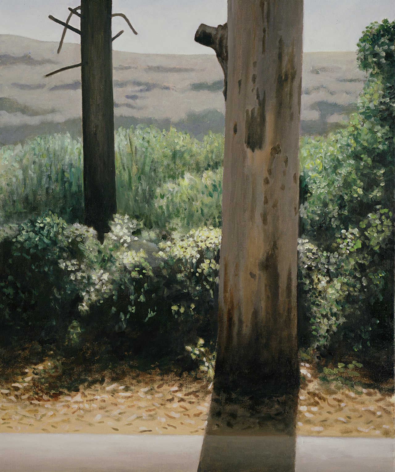 One Eucalyptus Tree I