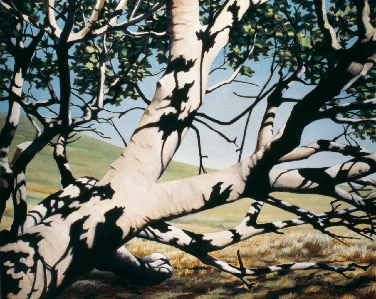 Tree with Shadows