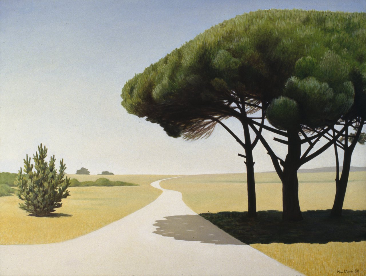 Road with Pine Trees