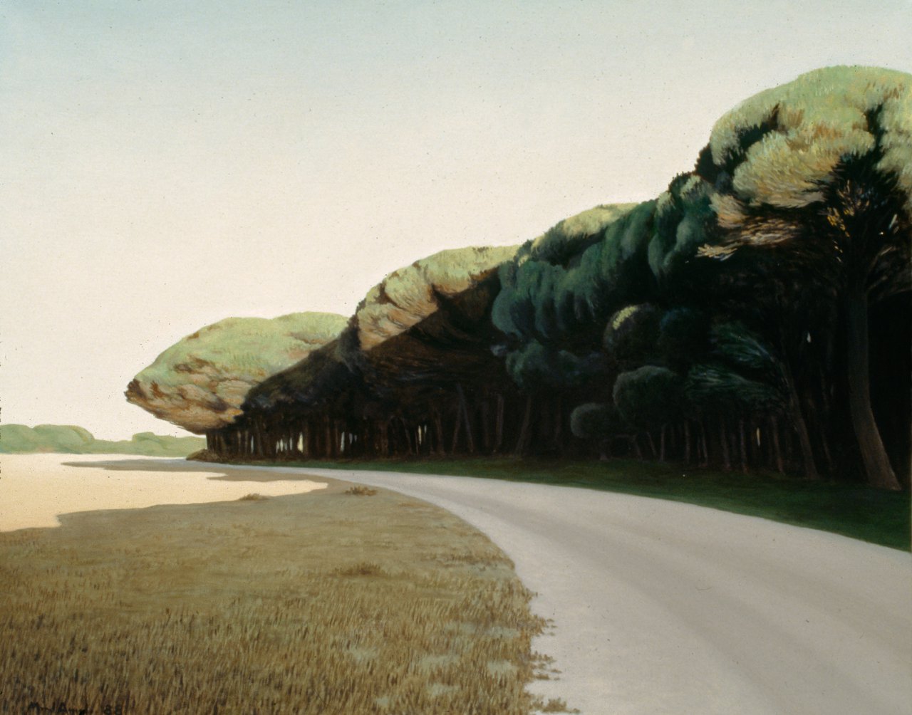 Pine Forest in the Evening I