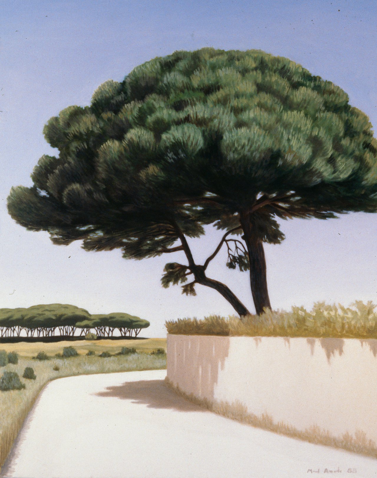 Pine Tree at the Curve