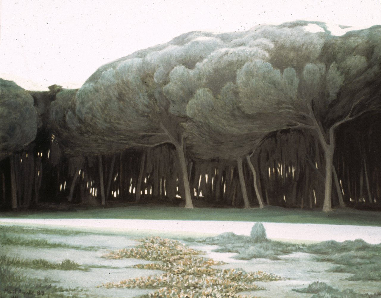 Pine Forest in the Evening II