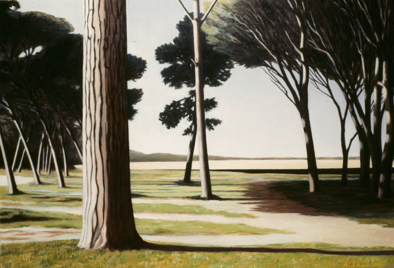 Pine Forest in the Morning