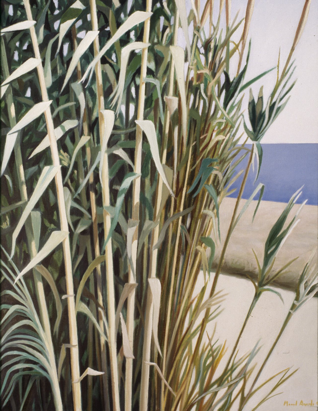 The Cane Field