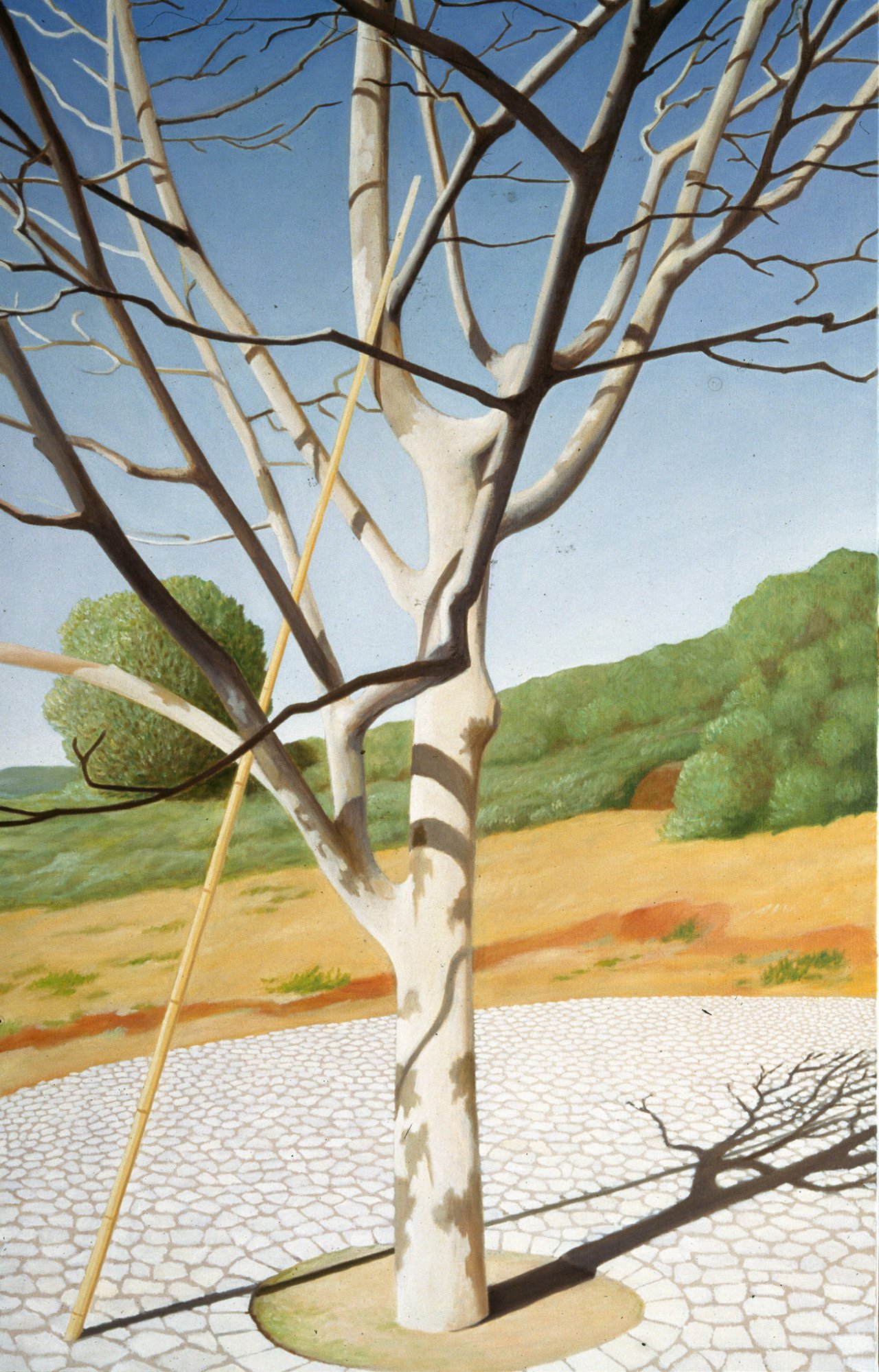 Portrait of a 10-year-old Maple Tree