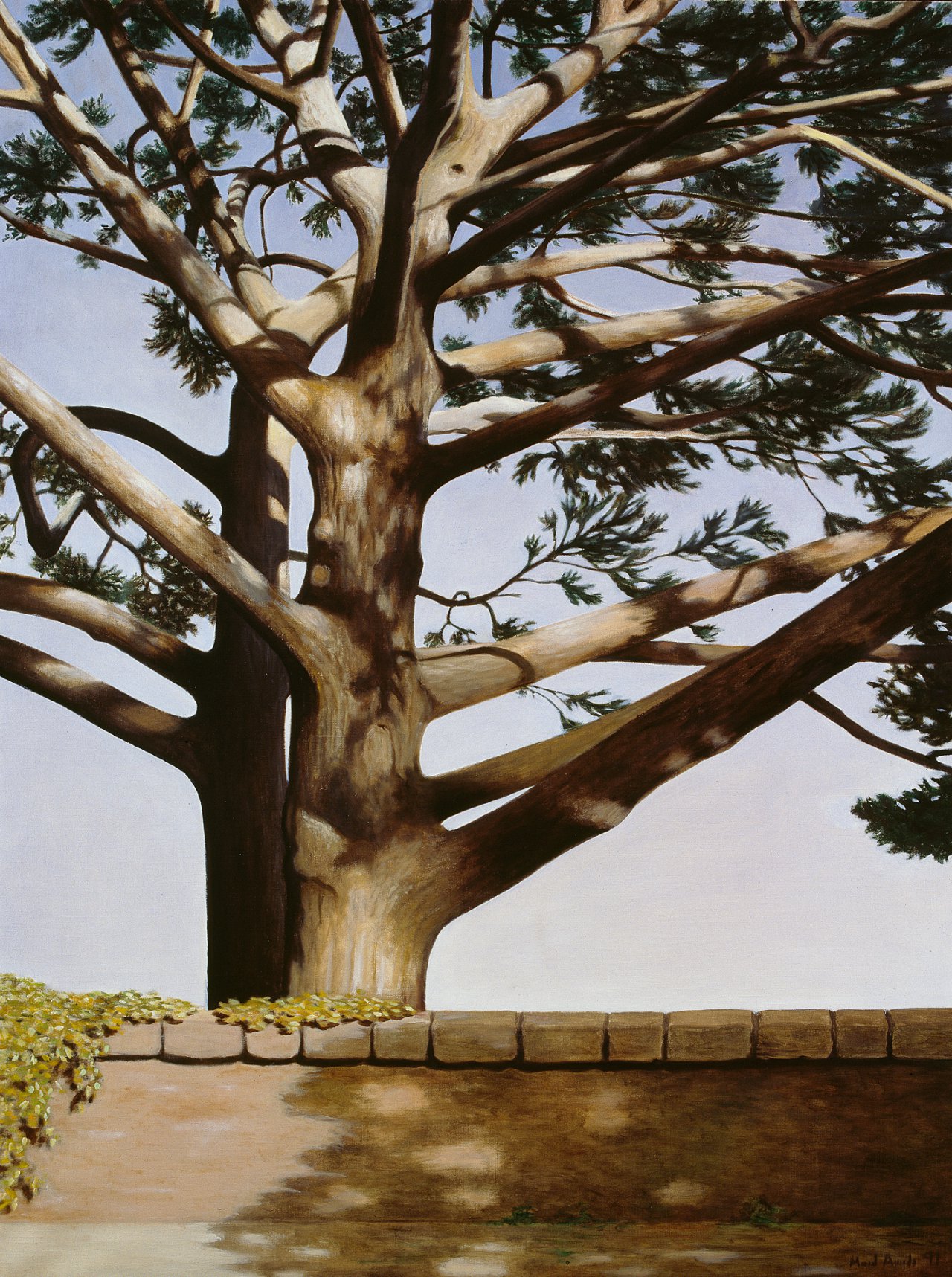 Two Big Pine Trees