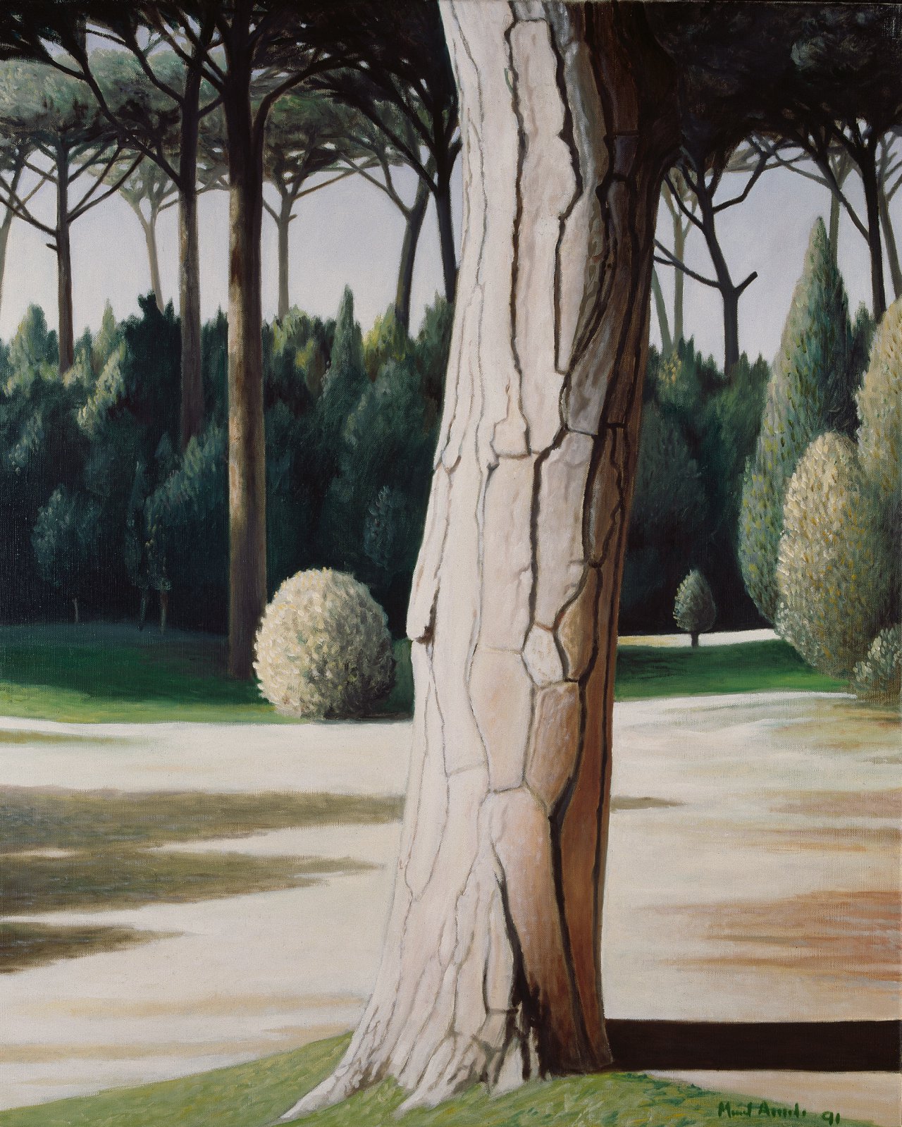 Scary Pine Forest