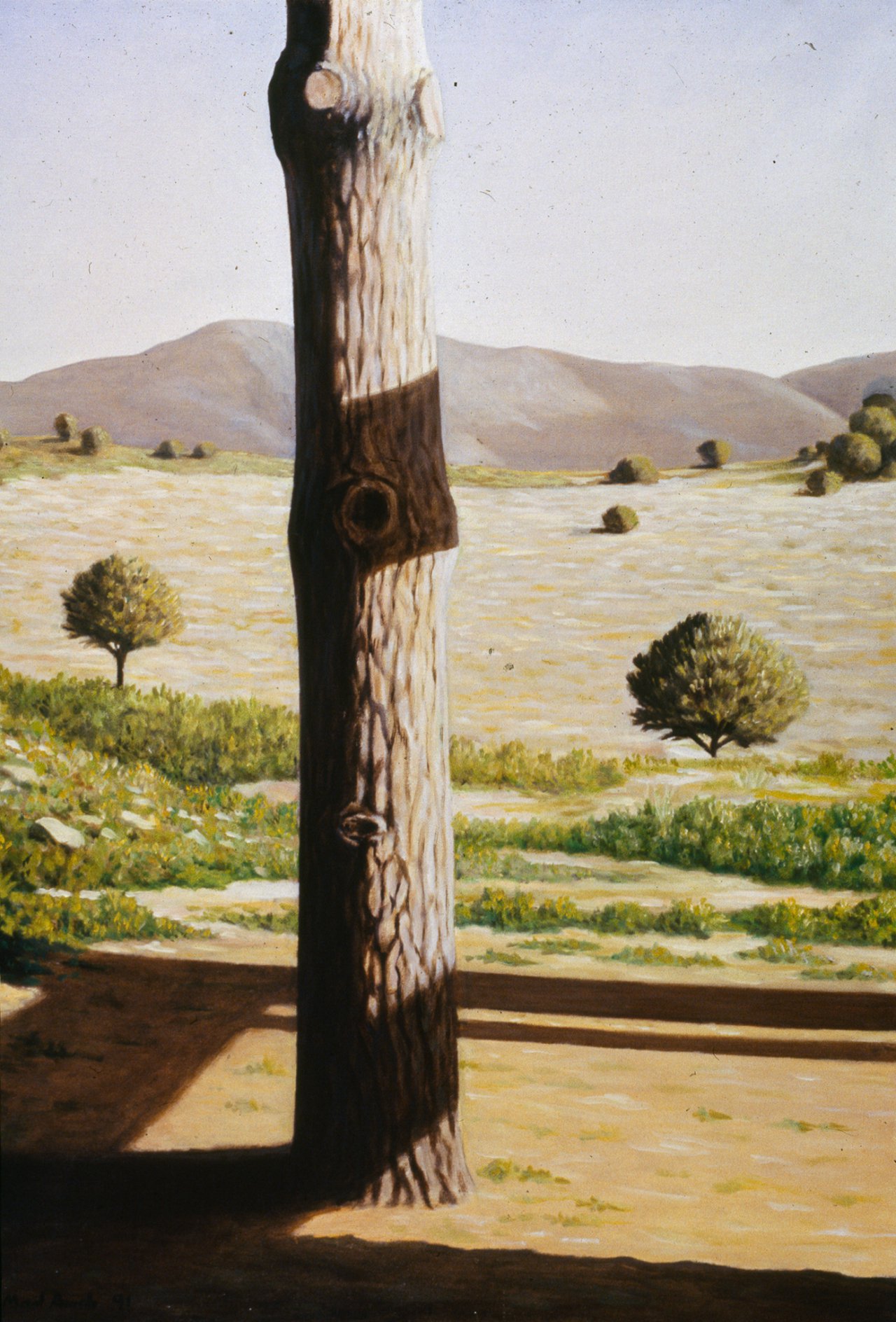 Pine Tree with Arr&aacute;bida Ridge in the Background