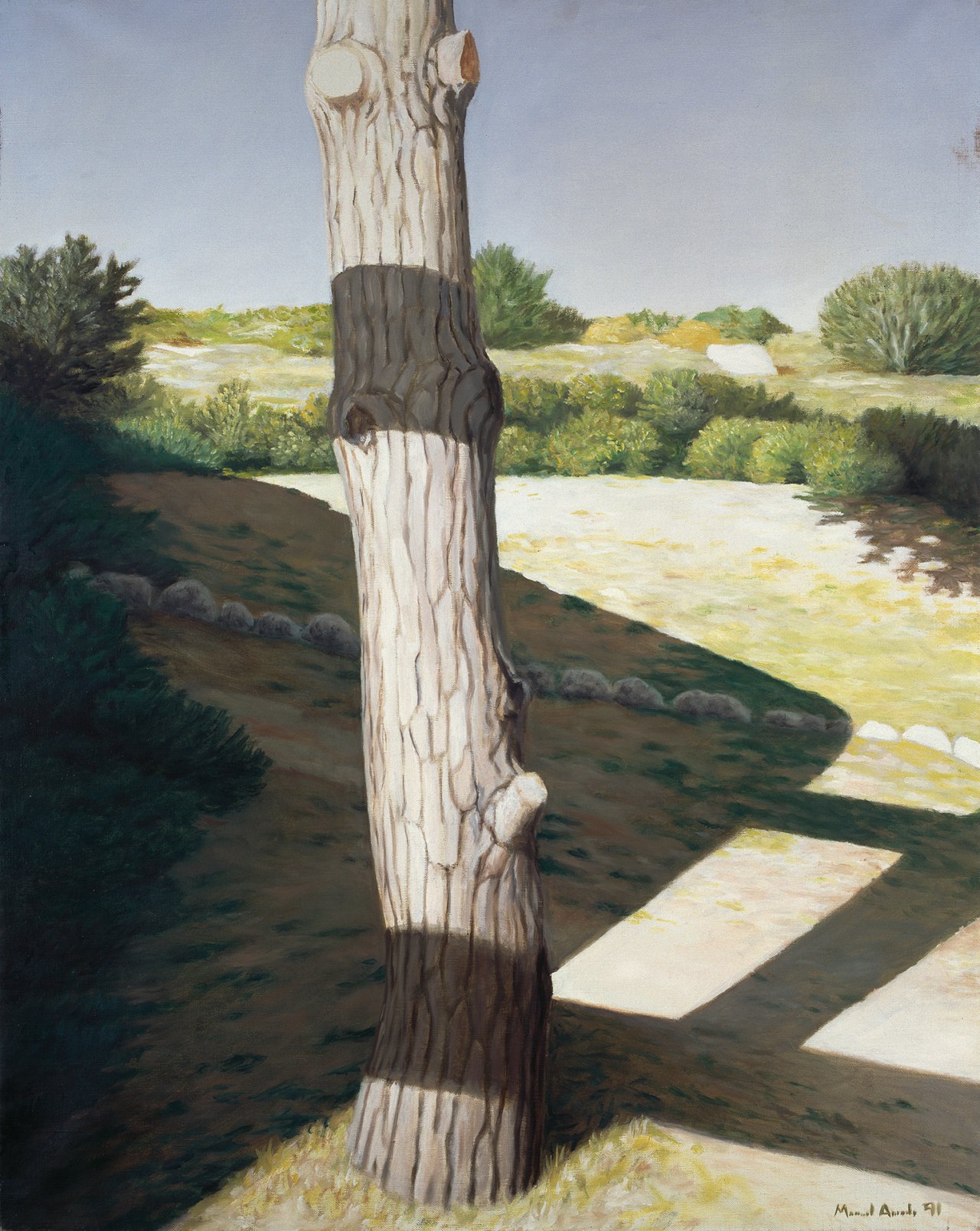 Pine Tree Trunk with Shadows