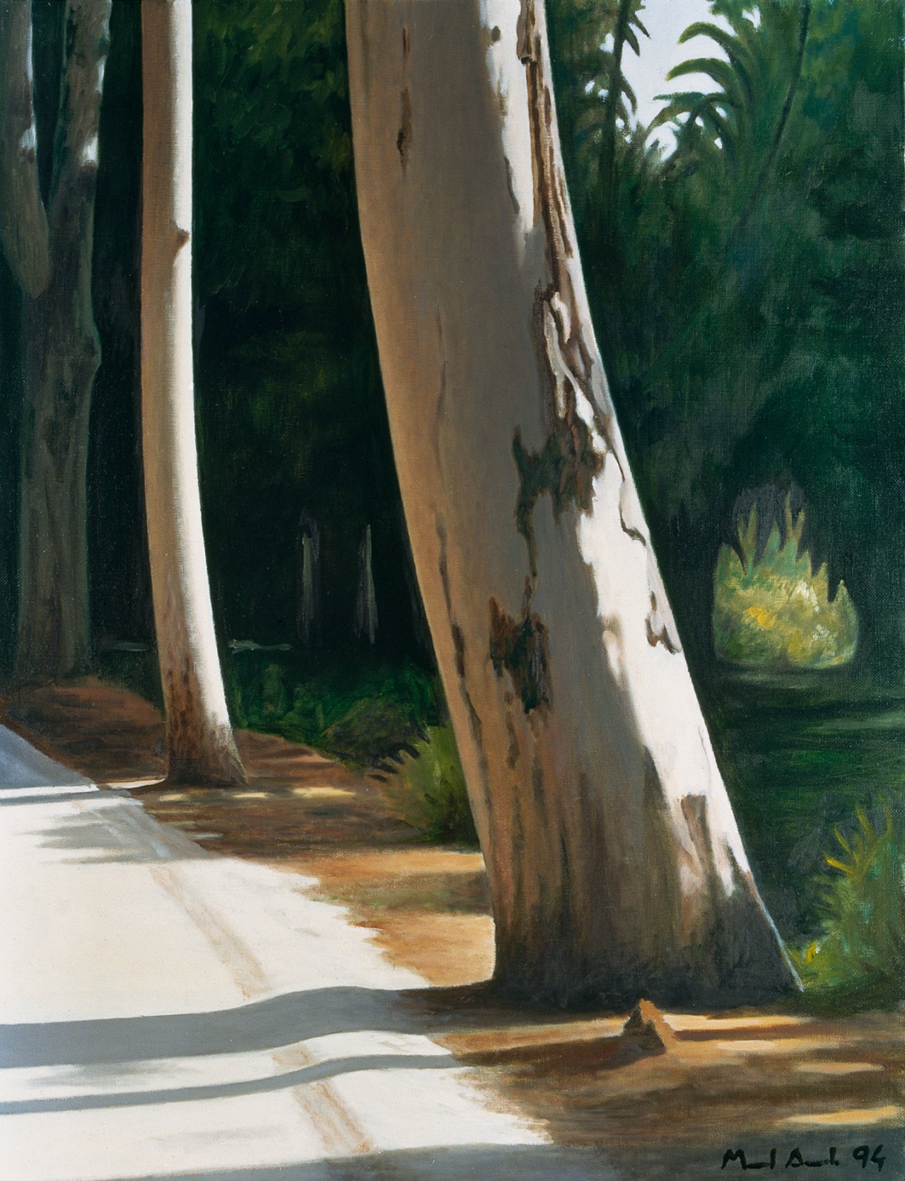Road with Eucalyptus Trees