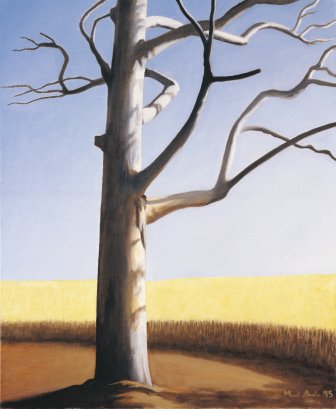 Eucalipto e seara